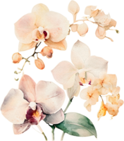 Watercolor Orchid Flower Illustration png