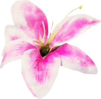illustration de fleur aquarelle png