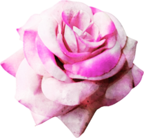 Aquarell Rose Illustration png