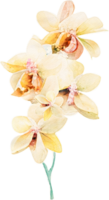 acuarela orquídea flor ilustración png
