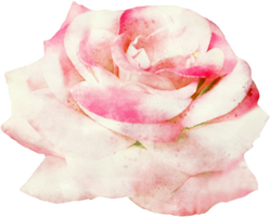 aquarelle Rose illustration png