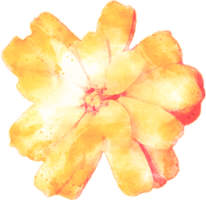 Ilustración de flor de acuarela png