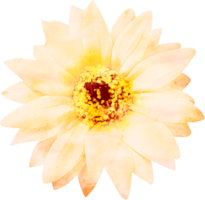 Ilustración de flor de acuarela png