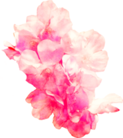 ilustração de flores em aquarela png