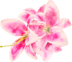 Aquarell Blumenillustration png