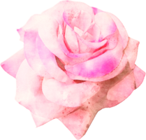 waterverf roze roos illustratie png