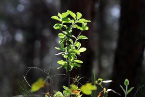 Natural green abstract background.Tree branches and leaves close up. photo