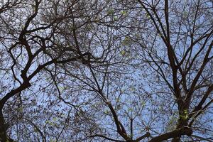 Natural green abstract background.Tree branches and leaves close up. photo