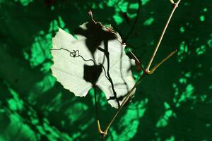 Natural green abstract background.Tree branches and leaves close up. photo