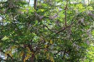 Natural green abstract background.Tree branches and leaves close up. photo