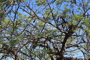 Natural green abstract background.Tree branches and leaves close up. photo