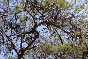 Natural green abstract background.Tree branches and leaves close up. photo