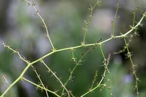 Natural green abstract background.Tree branches and leaves close up. photo