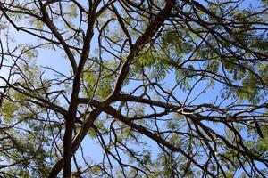 Natural green abstract background.Tree branches and leaves close up. photo