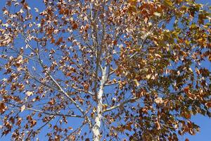 Natural green abstract background.Tree branches and leaves close up. photo