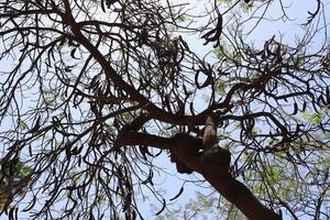 Natural green abstract background.Tree branches and leaves close up. photo