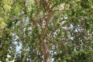 Natural green abstract background.Tree branches and leaves close up. photo