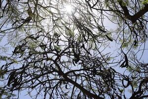 Natural green abstract background.Tree branches and leaves close up. photo