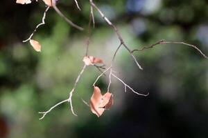 Natural green abstract background.Tree branches and leaves close up. photo