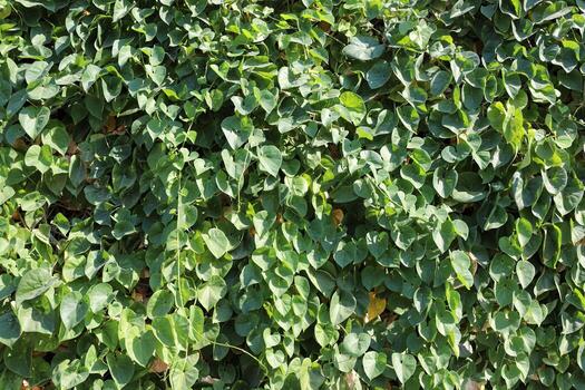 Natural green abstract background.Tree branches and leaves close up. photo