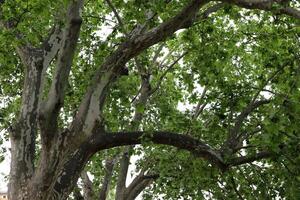 Natural green abstract background.Tree branches and leaves close up. photo