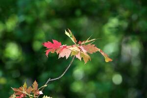 Natural green abstract background.Tree branches and leaves close up. photo