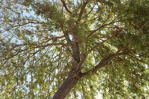 Natural green abstract background.Tree branches and leaves close up. photo