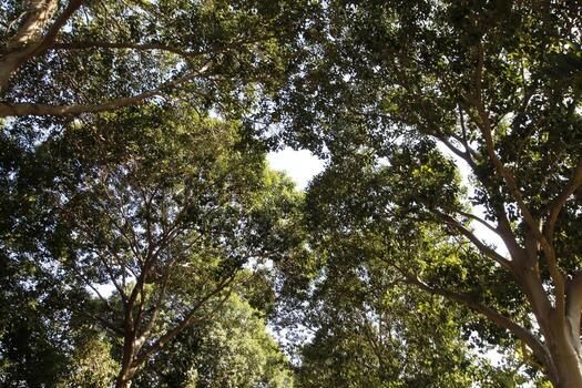 Natural green abstract background.Tree branches and leaves close up. photo