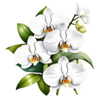 Natural beauty of orchids on transparent background png