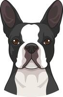 Boston terrier face illustration vector