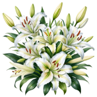 The natural beauty of lilies on a transparent background png