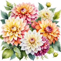 Natural beauty of dahlia flower on transparent background png