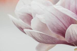 Magnolia Sulanjana flowers with petals in the spring season. beautiful pink magnolia flowers in spring, selective focusing. photo