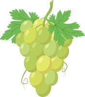 illustration of a funny bunch of green grapes in cartoon style. vector