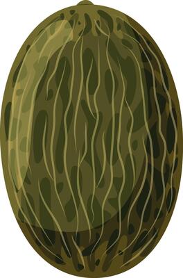 illustration of a funny melon in cartoon style.