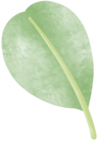 semplice botanico acquerelli impostato png