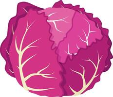 illustration of a funny purple cabbage in cartoon style. vector