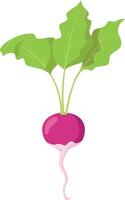 illustration of a funny radish in cartoon style. vector