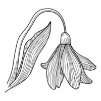 Snowdrop Flower, Doodle snowdrop with stem and leaves, A sketch of the first spring flower, Snowdrop flower with line art , Snowdrops Flower Drawing, Snowdrop flower printed design for t shirt design vector