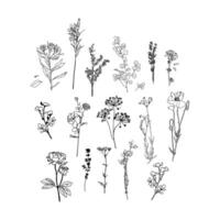 conjunto de mano dibujado botánico flor, conjunto hierbas y salvaje flores, minimalista flor gráfico bosquejo dibujo floreciente plantas y ramas con hojas, tinta flores silvestres mano dibujado, hierbas flores pintado vector
