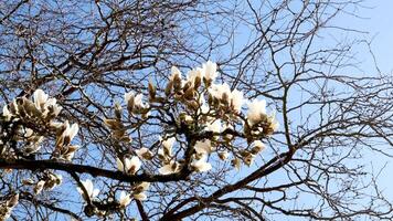 stor magnolia blommor mot de bakgrund av vissnade grenar av annan träd av liv död jämförelse magnolia x soulangeana, mot en blå himmel Cambridge, massachusetts. video