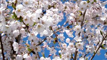 Bees fly near the blossoming plum tree. Slow motion of wildlife, spring plot video