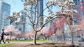 People enjoyng park on sunny day. Beautiful cherry blossom on background. Vancouver, BC, Canada. David Lam Park. April father and daughter walk under flowering trees. Beautiful nature. video