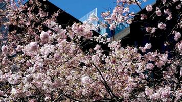 ciliegia fiori vicino burrard stazione nel Canada vancouver le scale per grattacieli lanterna primavera bellezza di natura bianca corrimano per arrampicata a partire dal cielo treno stazione no persone calma giorno luminosa cielo video