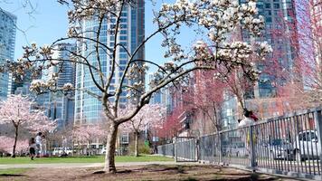 Cerise fleurs dans plein Floraison dans le ville épanouissement Sakura Cerise fleur branche avec gratte-ciel bâtiment dans Contexte dans printemps, Vancouver, avant JC, Canada. David lam parc video