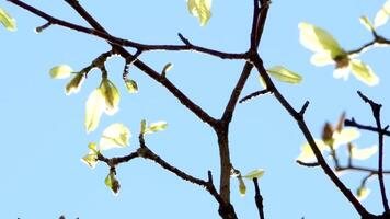 white magnolia flowers spring against sky banner with cherry blossoms on sunny background Beautiful spring background of nature with a branch of flowering cherry blossoms. Copy location for text video