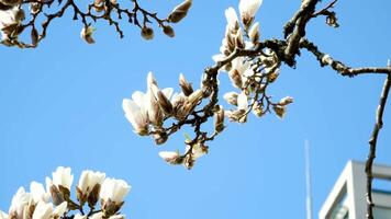 david lam parco primavera nel grande città ciliegia fiori grattacieli passeggiando pedoni Pacifico oceano navi tutti Questo nel parecchi video quello può rendere bene film oche ciclisti famiglie donne e uomini