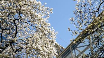 cierne Cereza y magnolia arboles rascacielos azul cielo sin nubes hermosa ramas decorado con flores en grande ciudad de Vancouver en Canadá burarrd estación limpieza frescura primavera video