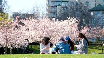 quattro amiche sedersi su picnic sotto ciliegia fiori diverso nazionalità musulmano europeo asiatico a piedi nudi sedersi su coperta rilassare comunicazione divertimento femmina adolescenziale parlare bellissimo donne video