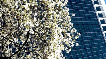 blomstrande körsbär och magnolia träd skyskrapor blå himmel utan moln skön grenar dekorerad med blommor i stor stad av vancouver i kanada burarrd station renlighet friskhet vår video